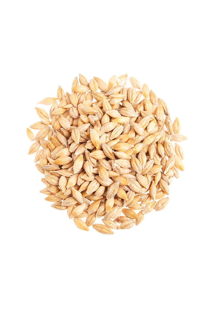 Barley